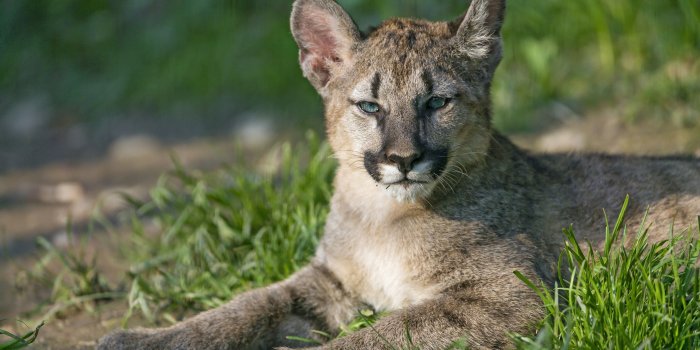 3840x2160 Animals puma grass wallpaper