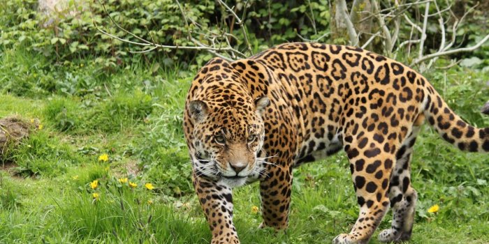 2048x1536 Big Cats, Puma, Cheetah, Nature Reserve, Cat Wallpaper for IPad, Air