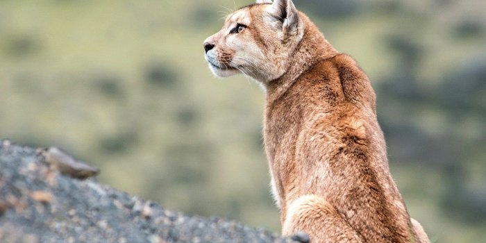 1332x850 Wallpaper look, profile, Puma, wildlife images for desktop, section