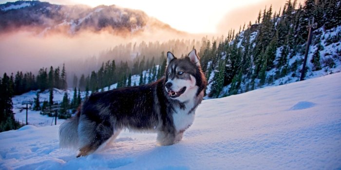 1920x1080 Husky Wallpapers - Top Free Husky Backgrounds - WallpaperAccess