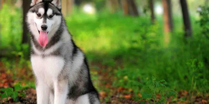 1500x1236 Siberian Husky Wallpapers for Android - APK Download