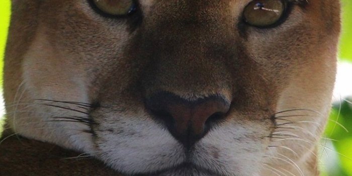 750x1334 Wallpaper Puma, mountain lion, green leaves 2880x1800 HD Picture, Image