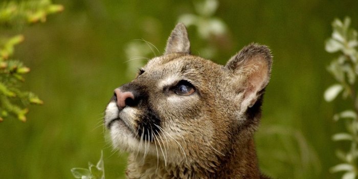 1366x768 Download wallpaper 1366x768 puma, eyes, predator tablet, laptop hd