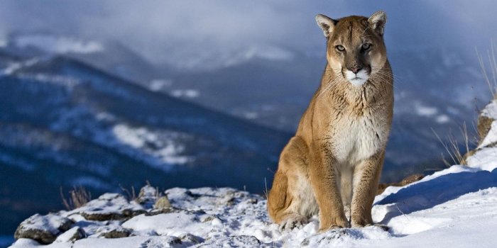 1920x1200 Puma HD Wallpapers | 7wallpapers.net