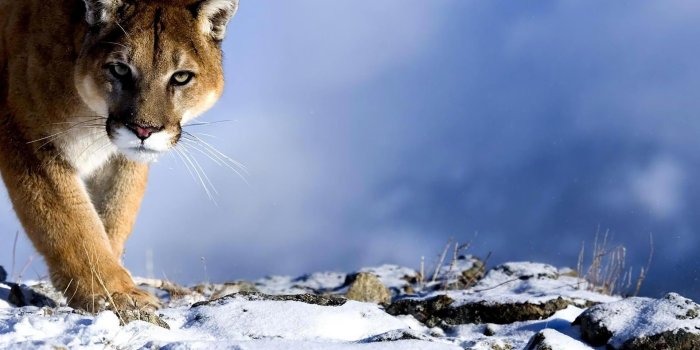 1920x1200 Puma Wallpapers Wallpapers