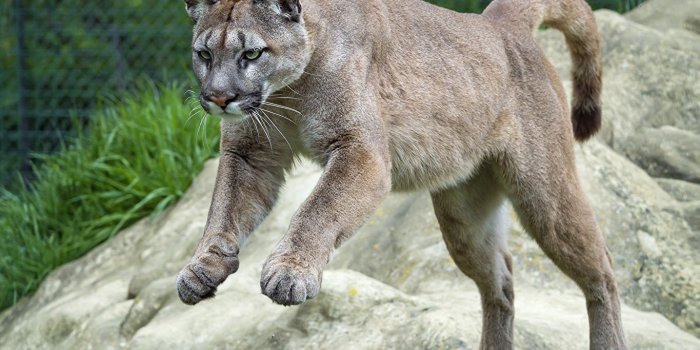 1365x1024 Wallpapers Pumas Big cats Jump Animals