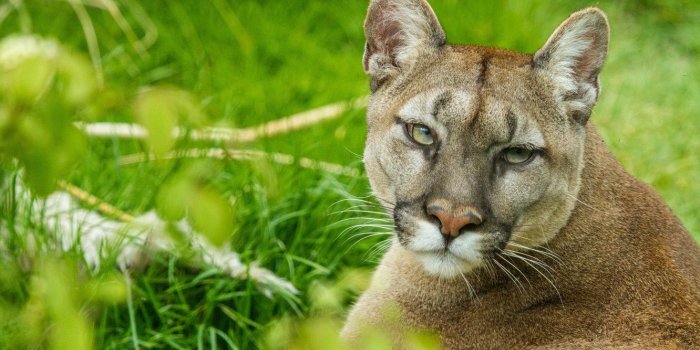 1332x850 Wallpaper cat, look, face, Puma, mountain lion, Cougar images for