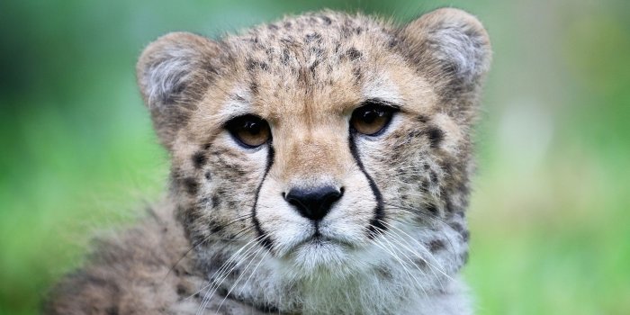 1920x1080 Cheetah, Moustache, Whiskers, Big Cat, Puma Full HD, HDTV, 1080p 16