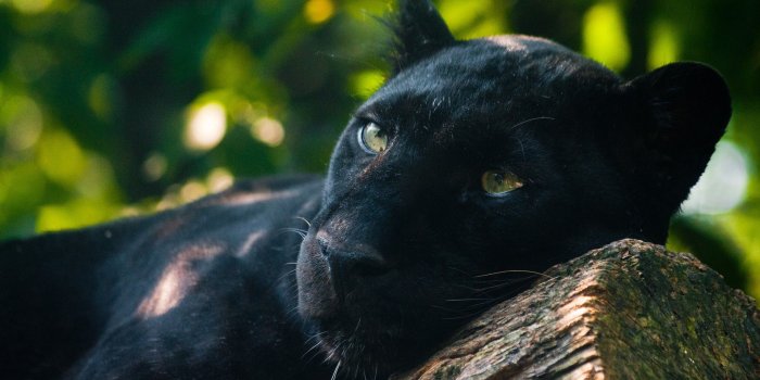 1920x1080 Nature-animals-1920x-nature-animals-tigers-wildlife-wallpaper