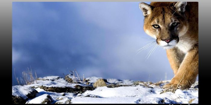 1280x720 Puma Wallpaper for Android - APK Download