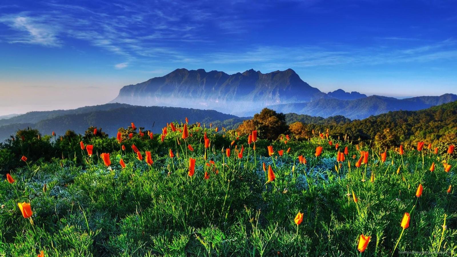 1920x1080 Top Collection of Thai Wallpapers, Pack V.14