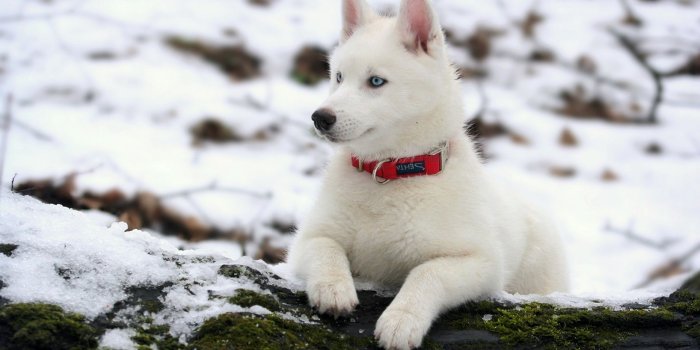 1920x1200 White siberian husky wallpaper - Animal wallpapers - #44564