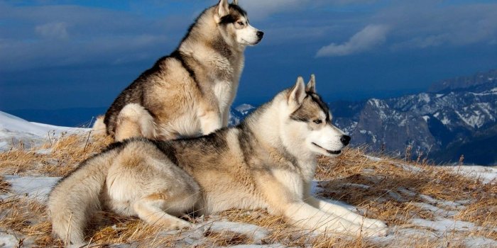 2000x1330 Animal Siberian Husky HD Wallpaper