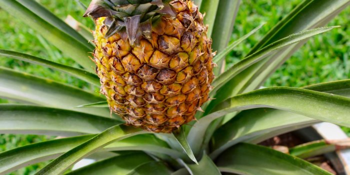 2048x1365 409373 pineapple desktop backgrounds wallpaper | Other | Tokkoro.com