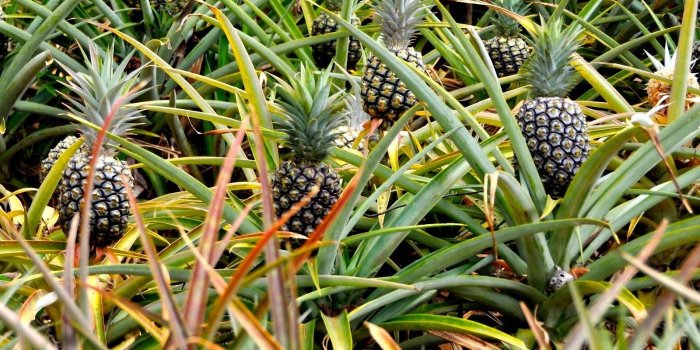 1600x1200 Finest, Collections, Of, Pineapple, Full, Screen, High, Definition
