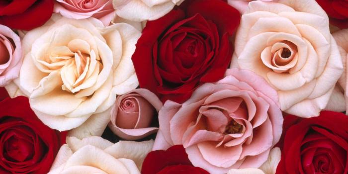 1800x1200 16 Free Online Rose Wallpapers