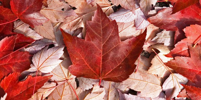 1920x1080 Best Canada Flag Wallpapers HD - Page 3 of 3 - WallpaperHD.wiki