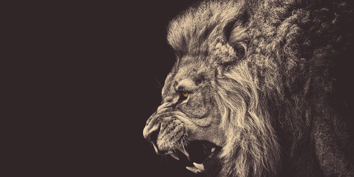 1920x1080 70+ Cool Lion Wallpapers on WallpaperPlay