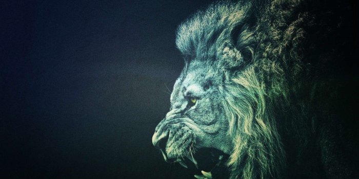 1920x1080 70+ Cool Lion Wallpapers on WallpaperPlay