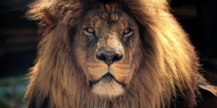 3840x2160 Cool Lion Wallpapers - Top Free Cool Lion Backgrounds - WallpaperAccess