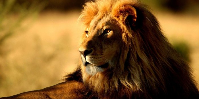 1600x1000 44+] Cool Lion Wallpaper on WallpaperSafari