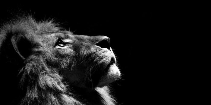 2560x1600 70+ Cool Lion Wallpapers on WallpaperPlay