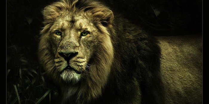 1600x1148 Cool Lion Wallpapers - Top Free Cool Lion Backgrounds - WallpaperAccess