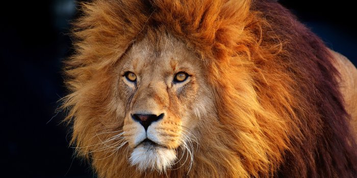 5120x2880 Amazing Lion Wallpapers - Fantasy - AMAZING WALLPAPER HD