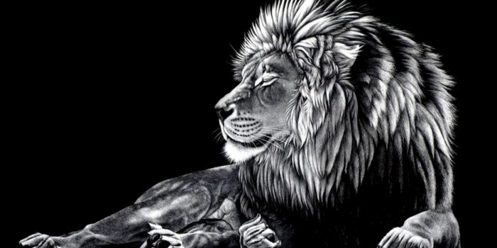 1164x952 24464 cool lion wallpapers hd