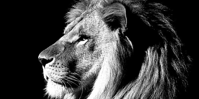 1024x768 Cool lion wallpapers - SF Wallpaper