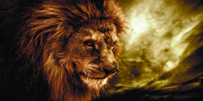 2560x1600 Cool Lion Wallpapers for Desktop Computer - Wallpapers Browse