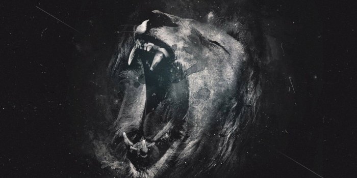 1600x900 Cool lion wallpaper Gallery