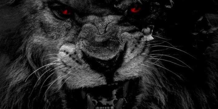 910x910 3D Lion Wallpaper | Opera Wallpapers