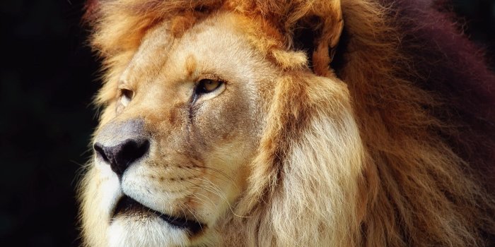 2560x1440 883 cool lion wallpaper hd | Lion HD wallpapers | Mocah.org HD
