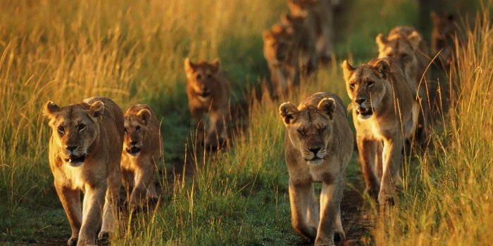 1600x1000 Mind Blowing Free Lions Wallpapers Hd te Stunning Cool Lion