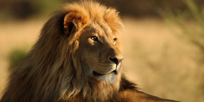 3840x2160 Cool Lion Wallpapers on MarkInternational.info