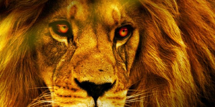 1024x768 Cool Lion Wallpapers HD | HD Wallpapers | Lion