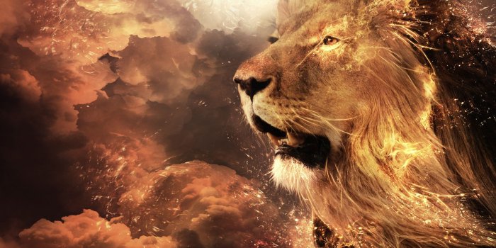 1920x1080 Cool Lion Wallpaper 1920x1080