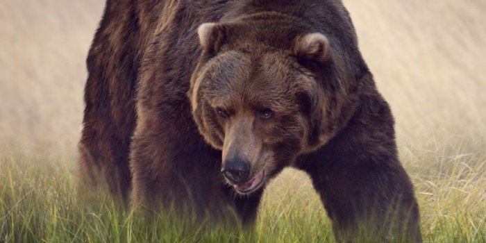 806x1433 Bear Background For Iphone | Djiwallpaper.co