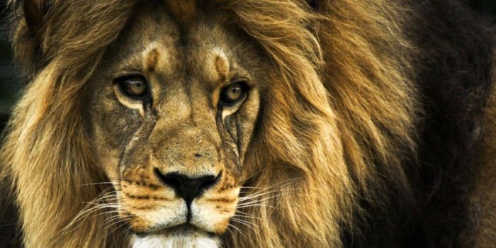 1024x768 Bonanza Free Download Images Of Lions Cool Lion Wallpapers Group 82