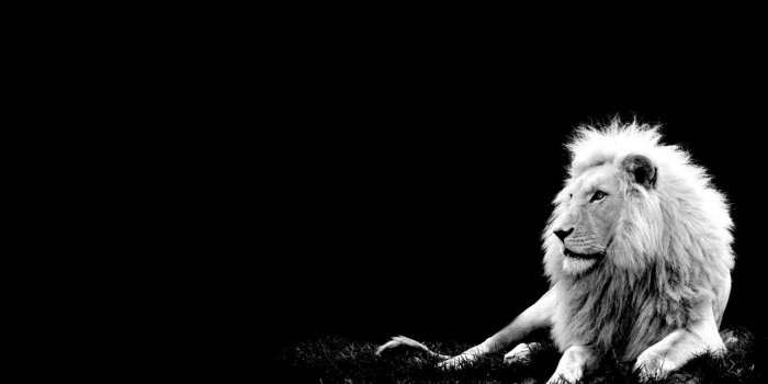 1920x1080 Top Beautiful Lion Photos, 14-4K Ultra HD, B.SCB Wallpapers