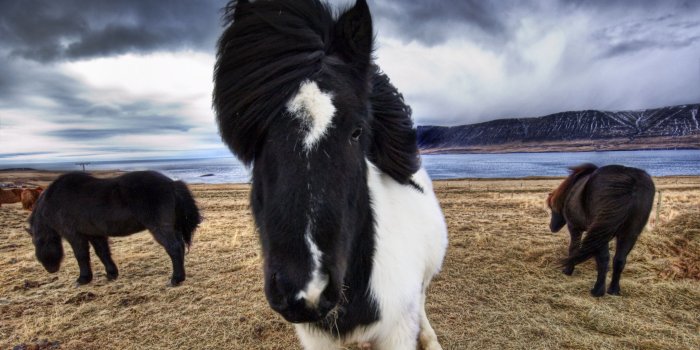 3554x1999 Wild Icelandic Horses ❤ 4K HD Desktop Wallpaper for 4K Ultra HD TV