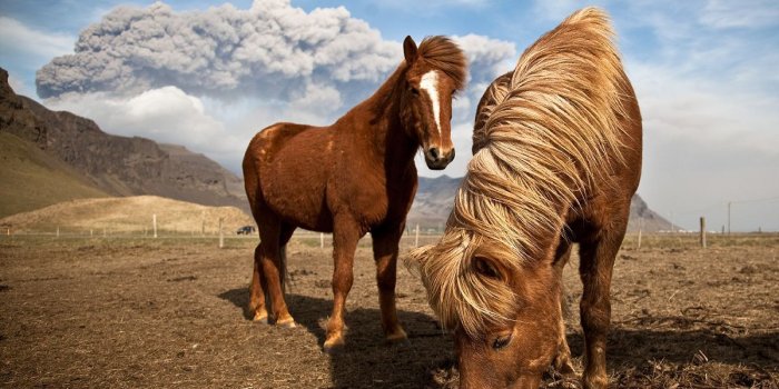 1200x996 Icelandic horses with heavy winter coats | Iceland Equines | Horse