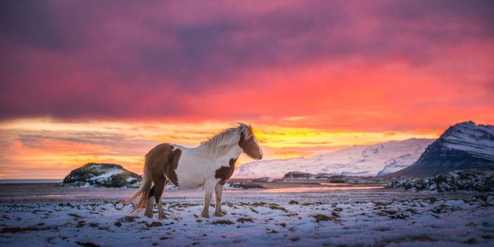 1332x850 Wallpaper the sky, snow, mountains, the wind, paint, horse, Iceland