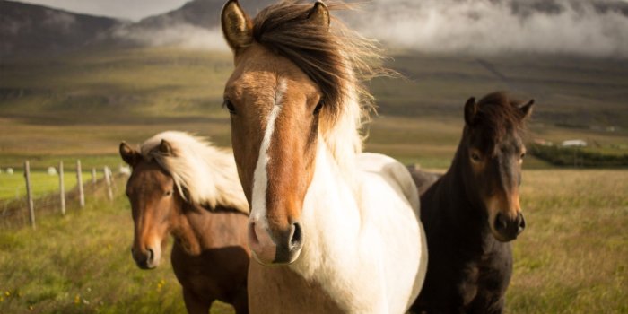 1920x1080 Iceland Horses HD Wallpaper - Wallpaper Stream