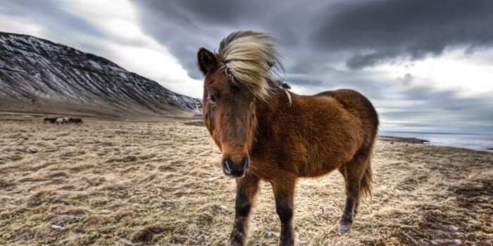 1920x1080 Icelandic Horse wallpaper - 908804