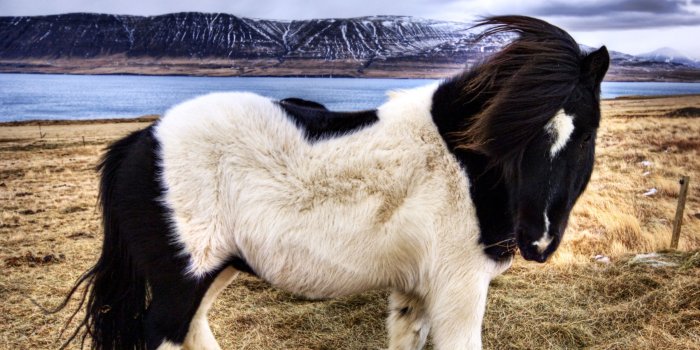 3200x2400 Icelandic Horse ❤ 4K HD Desktop Wallpaper for 4K Ultra HD TV