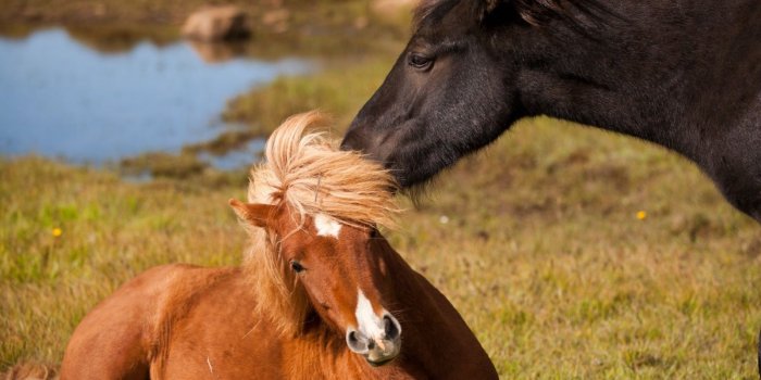 1600x1200 Iceland Horses Wallpaper | 1600x1200 | ID:24485