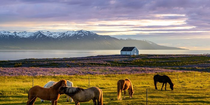 1280x854 Wallpapers Horses Iceland Meadow animal