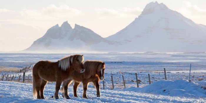 1920x1080 Icelandic Horses & Peaks [1920X1080] : wallpaper